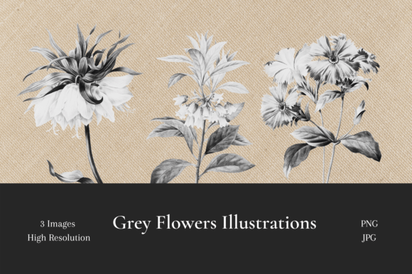 Grey Flowers Illustrations for Creative Projects